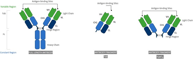 抗体の構造について KANEKA,KanCapG,カネカ,プロテインG,protein G