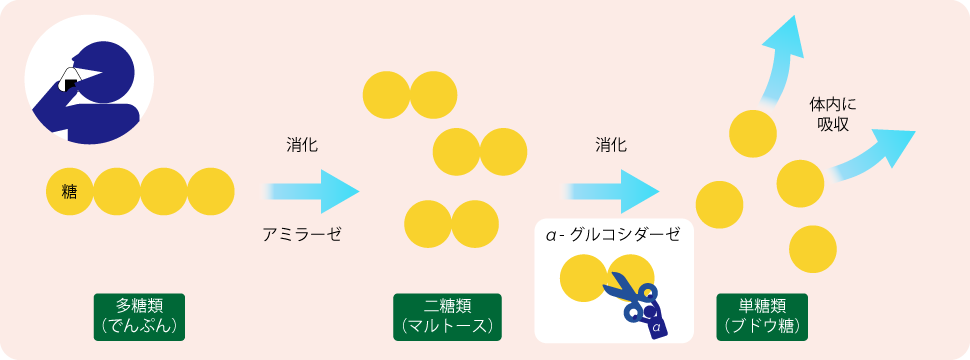 A グルコシダーゼについて 佐々木化学薬品株式会社