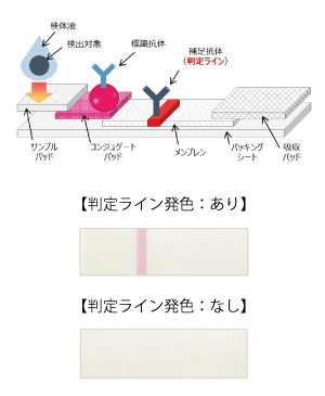 イムノクロマト法とは,佐々木化学薬品