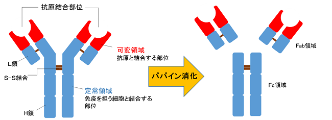 生命科学のハテナ | 佐々木化学薬品株式会社