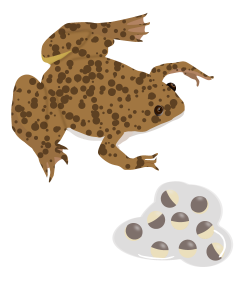 アフリカツメガエル アフリカツメガエル,アセトンパウダー,佐々木化学薬品